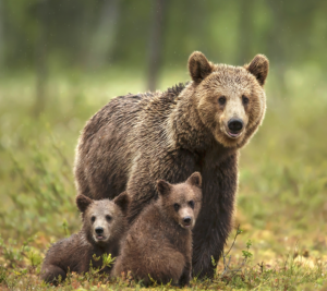 Bear family in the field
