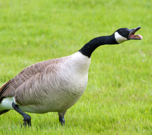 Goose running n the lawn