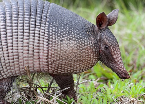 Armadillo Removal - AAAC Wildlife Removal of Orlando