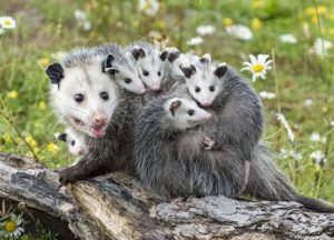 Opossum in the yard