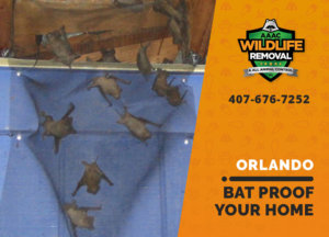 bat proofing my orlando home