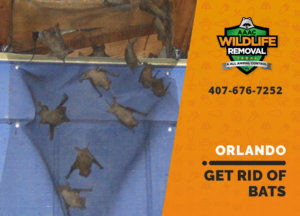 get rid of bats orlando