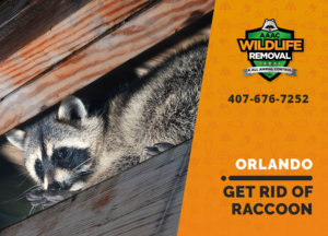 get rid of raccoon orlando