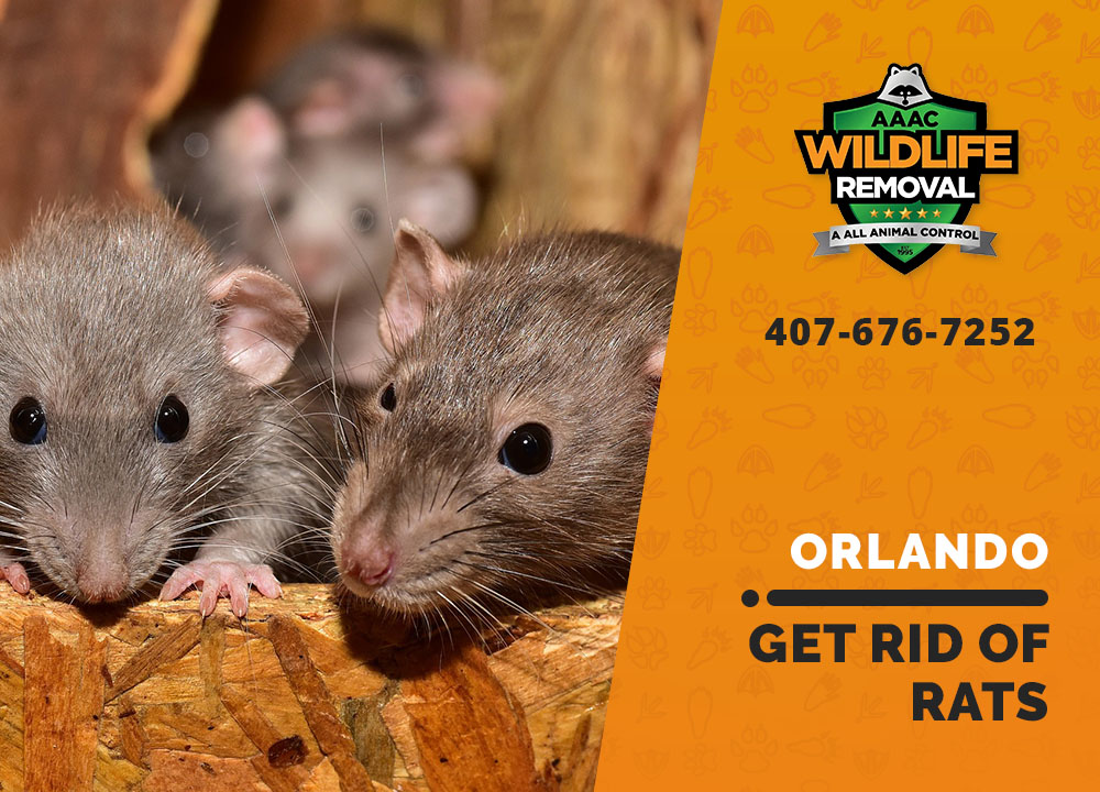 https://orlando.aaacwildliferemoval.com/wp-content/uploads/sites/37/2021/01/orlando-get-rid-of-rats.jpg