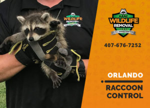 raccoon control orlando