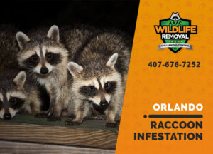 infested by raccoons orlando