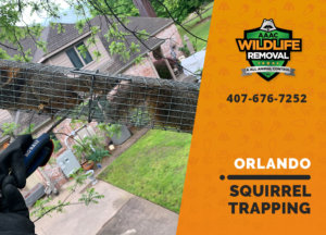 squirrel trapping program orlando