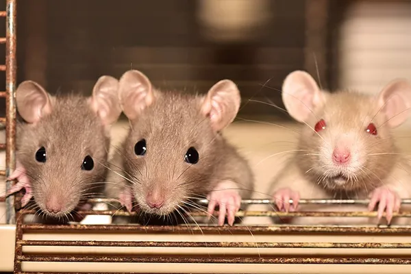 Image of rats